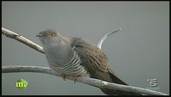 Gli animali del bosco...