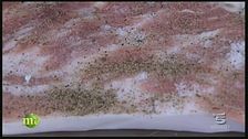 Il salame lardellato e il ciauscolo.