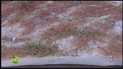 Il salame lardellato e il ciauscolo.
