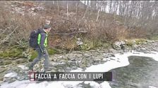 Faccia a faccia con i lupi