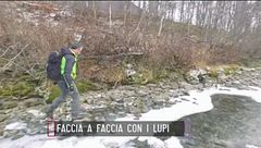 Faccia a faccia con i lupi