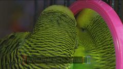 Pappagallini molto speciali