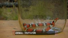 Animali truffatori