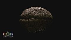 Viaggio nel cervello umano