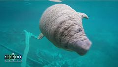 Le sirene esistono