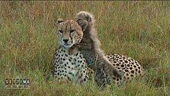 Leoni e ghepardi, che supergenitori!