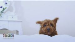 Conosciamo i nostri migliori amici?