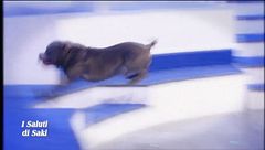 I saluti di Saki - VIII^ puntata