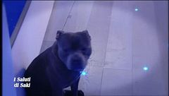 I saluti di Saki - V^ puntata