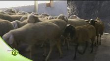 Ovino sambucano