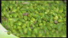 La lavorazione del pistacchio di Bronte