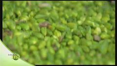 La lavorazione del pistacchio di Bronte