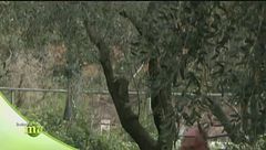 Ricette gustose a base di limone