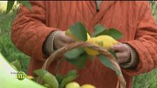 Limoni