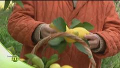 Limoni