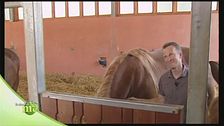 Il cavallo italiano da tiro pesante