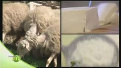 L'ovino delle Langhe