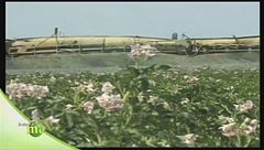 La semina delle patate