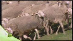 La produzione di lana