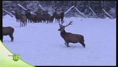 Allevamento di cervi