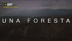 Attenti all'orso - Gae Zerbo