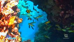 Il Mar Rosso e la sua incredibile barriera corallina