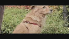Una cagnolino abbandonato