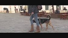 Il migliore amico del cane