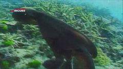 Terrore negli abissi