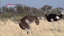 Uno struzzo furioso