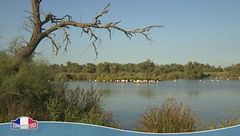 Camargue...tra fenicotteri rosa e cavalli bianchi