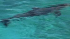 Un ballo con i delfini