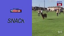 Invasione di campo a sorpresa: un alpaca interrompe una partita di calcio