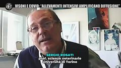 Visoni e covid, "Gli allevamenti intensivi amplificano la diffusione".