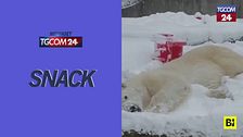 Il "vero amore" dell'orso polare Blizzard? La neve