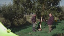 I metodi di raccolta delle olive