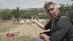 Andrea Mainardi e le capre girgentane