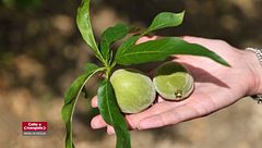 La pesca di Bivona, eccellenza siciliana