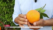 Mentre Tessa cucinava a Bovo marina con Perbellini , Andrea viaggiava alla scoperta dei prodotti tipici