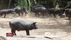 Mentre Tessa cucinava a Licata con Pino Cuttaia, Andrea viaggiava alla scoperta dei prodotti tipici