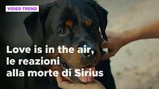 Love is in the air, le reazioni alla morte di Sirius