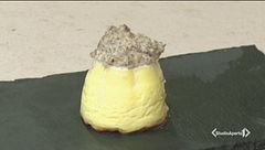 Tortino di formaggi con crema di funghi