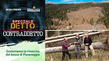 Detto Contraddetto: Il bosco di Paneveggio