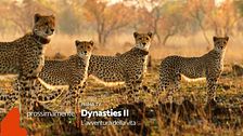 Dynasties II - L'avventura della vita: prossimamente, su Rete 4