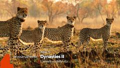 Dynasties II - L'avventura della vita: prossimamente, su Rete 4