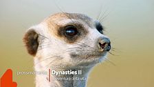 Dynasties 2 - L'avventura della vita: non mancate