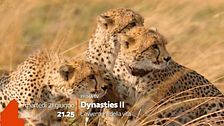 Dynasties 2 - L'avventura della vita: da martedì 21 giugno