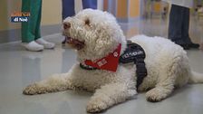 La Pet therapy in ospedale riparte