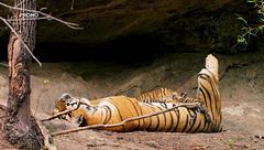 Dynasties L'avventura della vita