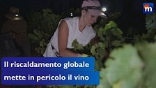 Il riscaldamento globale mette in pericolo il futuro del vino